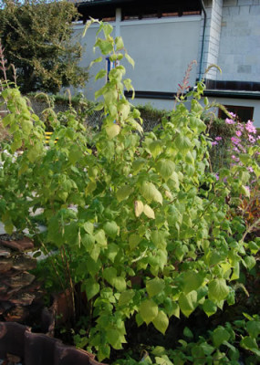 Salbei_0010__K2_18360.jpg