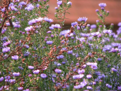 aster_amethystinum.jpg