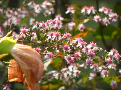 aster_lateriflorus.jpg