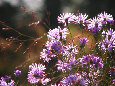 aster_turbinellus.jpg