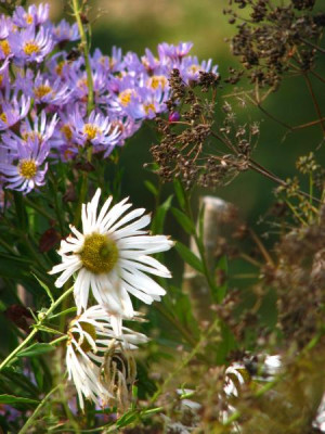 leucanthemella1.jpg