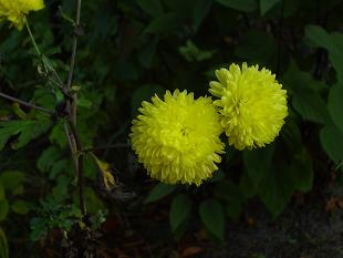 Chrysanthemum_Citronella_Makro.JPG