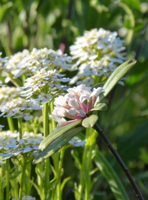 2019-05-04 Daphne 'Eternal Fragrance'.jpg