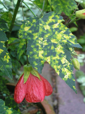 Abutilon-mit-panaschiertem-Blatt.jpg