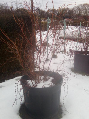 Kulturheidelbeeren.jpg