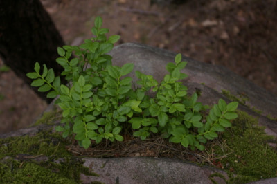 heidelbeeren.jpg