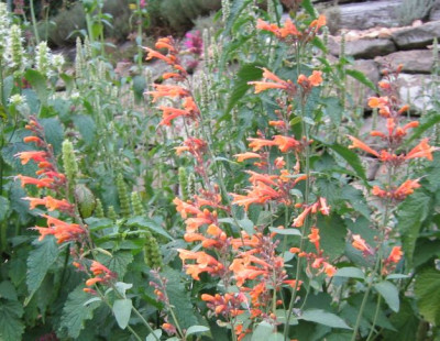 Agastache_aurantiaca_Navajo_Sunset_20071021.jpg