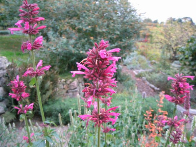 Agastache_mexicana_Toronjil_Morando_200721021_01.jpg