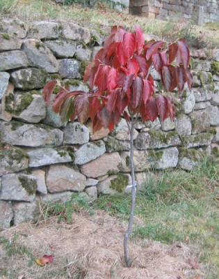Diospyros_kaki_20071021_02.jpg