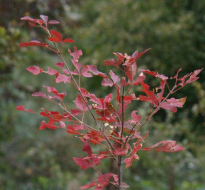 acer_griseum_herbstfarbe2_2007-10-20.jpg