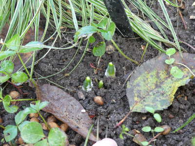 2021-01-25 Galanthus 'Fliether Glocke'.jpg