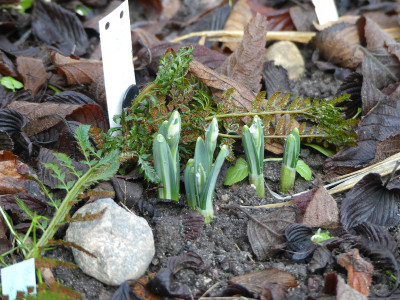 2021-01-25 Galanthus 'Turncoat'.jpg