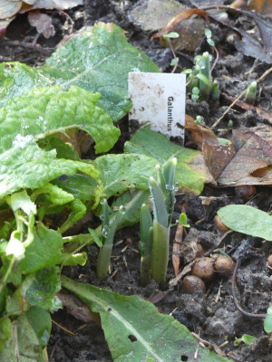 2021-01-25 Galanthus 'Green Tear'.jpg