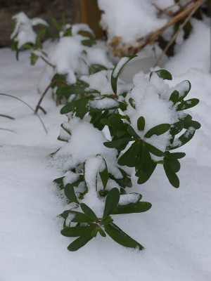 2021-01-30 Daphne 'Eternal Fragrance'.jpg