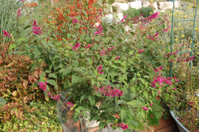 Salbei_involucrata_Bethellii_0010__N_18477.jpg