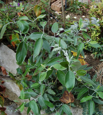 Peruanischer_Salbei_0010__S3_18514.jpg