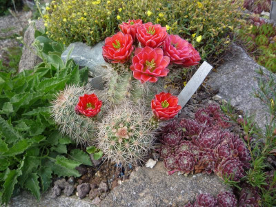 Echinocereus roeterii_07.06.2020.JPG