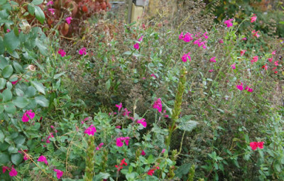Johannisbeer-Salbei_Pink_Blush_0010__N_18475.jpg