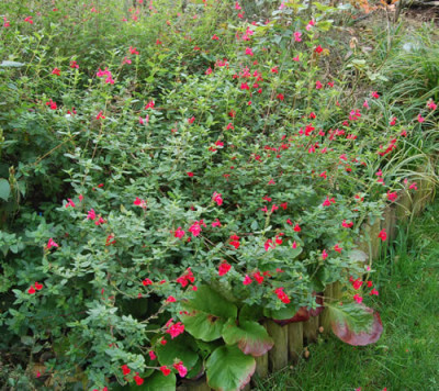 Johannisbeer-Salbei_0010__N_18473.jpg