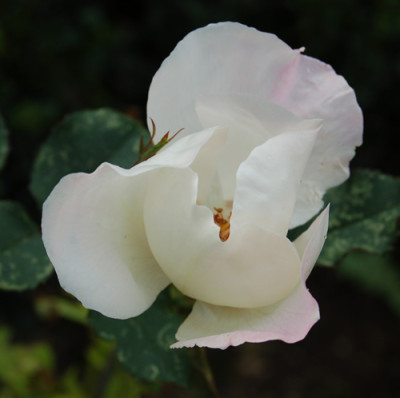 White_Wings_0010__S1_18451.jpg