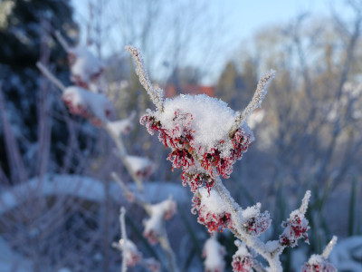 2021-01-31 Hamamelis 'Old Copper' 2.jpg