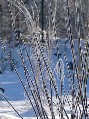 2021-01-31 Cornus 'Kesselringii'.jpg