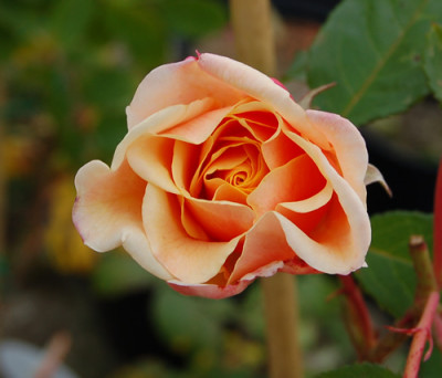 Caramella_0010__18413.jpg