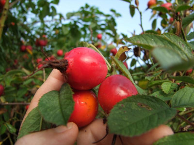 Rosa villosa Hagebutten August.jpg