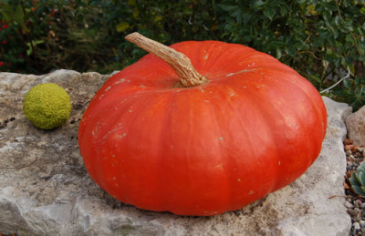 _Kurbis_und_grune_Frucht_DSC_8538.jpg