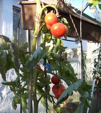 Tomaten_17.10.2007_Gewachshaus_Phantasia_F1.JPG