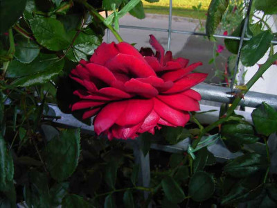 Bel_10_07_06.jpg