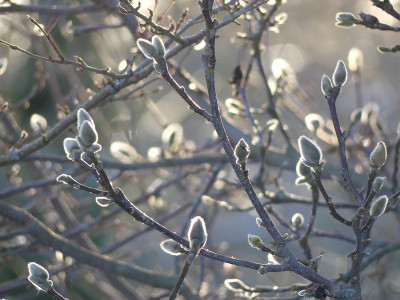 2021-01-31 Gartenimpressionen 22.jpg