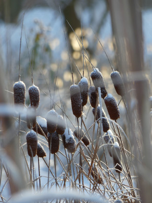2021-01-31 Gartenimpressionen 27.jpg