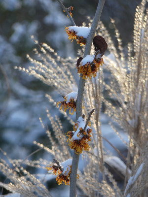 2021-01-31 Gartenimpressionen 31.jpg