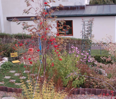 Herbstbild_vom_Garten_DSC_8499.jpg