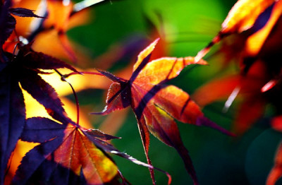 Acer_3_anders_bearbeitet.jpg