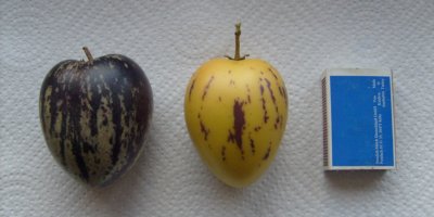 pepino07.JPG
