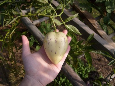 pepino07b.JPG
