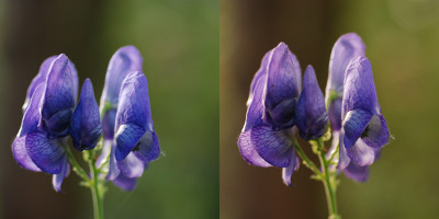 Zwei-Aconitum-k.jpg