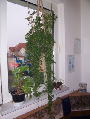 Jiaogulan8.jpg