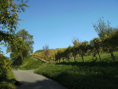 Herbstspaziergang.jpg