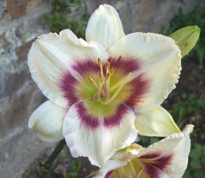 Cindys_Eye_07.2.jpg