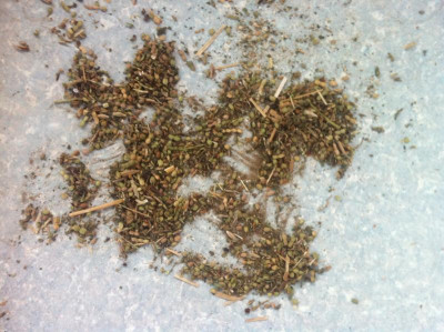 seed_inRye.jpg