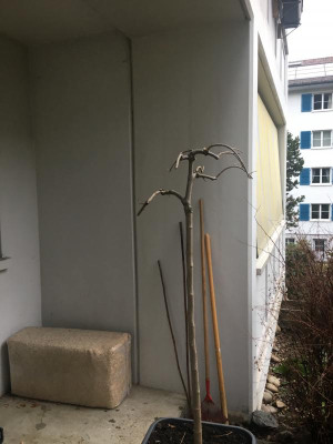 Morus_alba_pendula.JPG