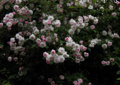 Pauls Himalayan Musk.JPG