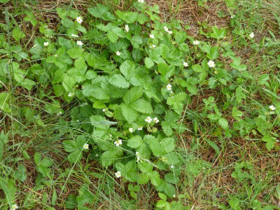 Nida Walderdbeeren_P1060871.jpg