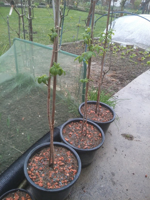 Himbeeren 200321.jpg