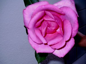 Achim_004.jpg