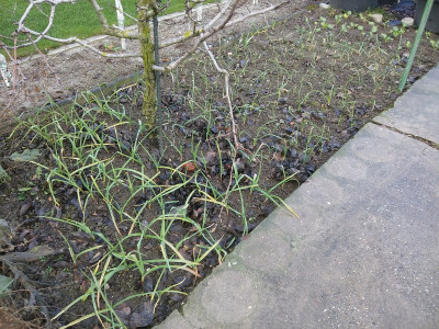 Allium 201229.jpg