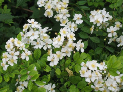 IMG_1879c.jpg_R._multiflora.jpg